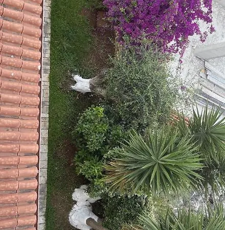 Daire Enti - Mango *